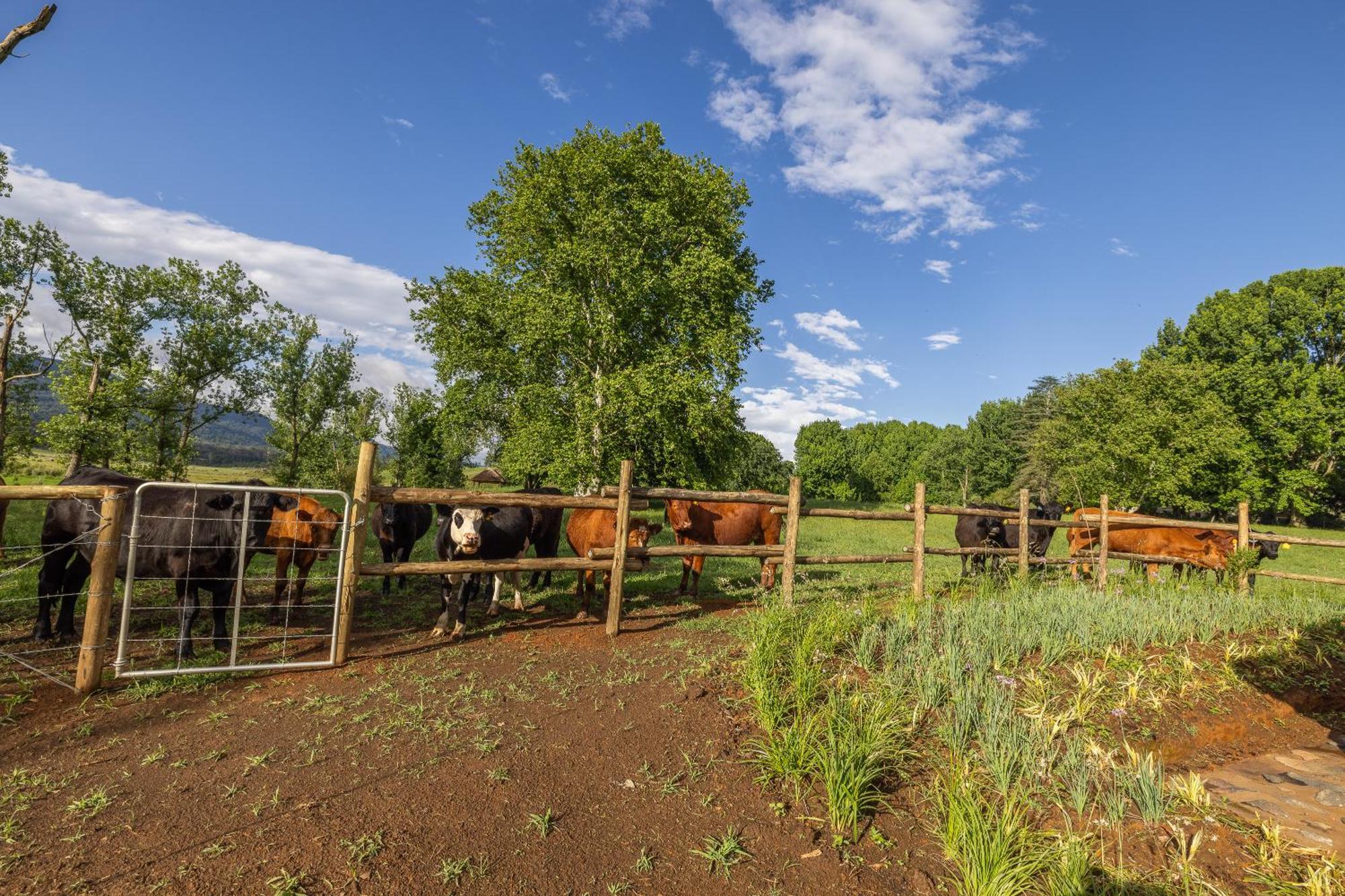 Hotel Gartmore Guest Farm Howick Exterior foto